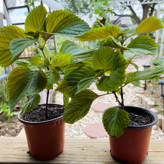 Organic Eatable Perilla Plant. 紫苏 Beautiful Bushy Perfect Match With Seafood. Priority Mail Shipping