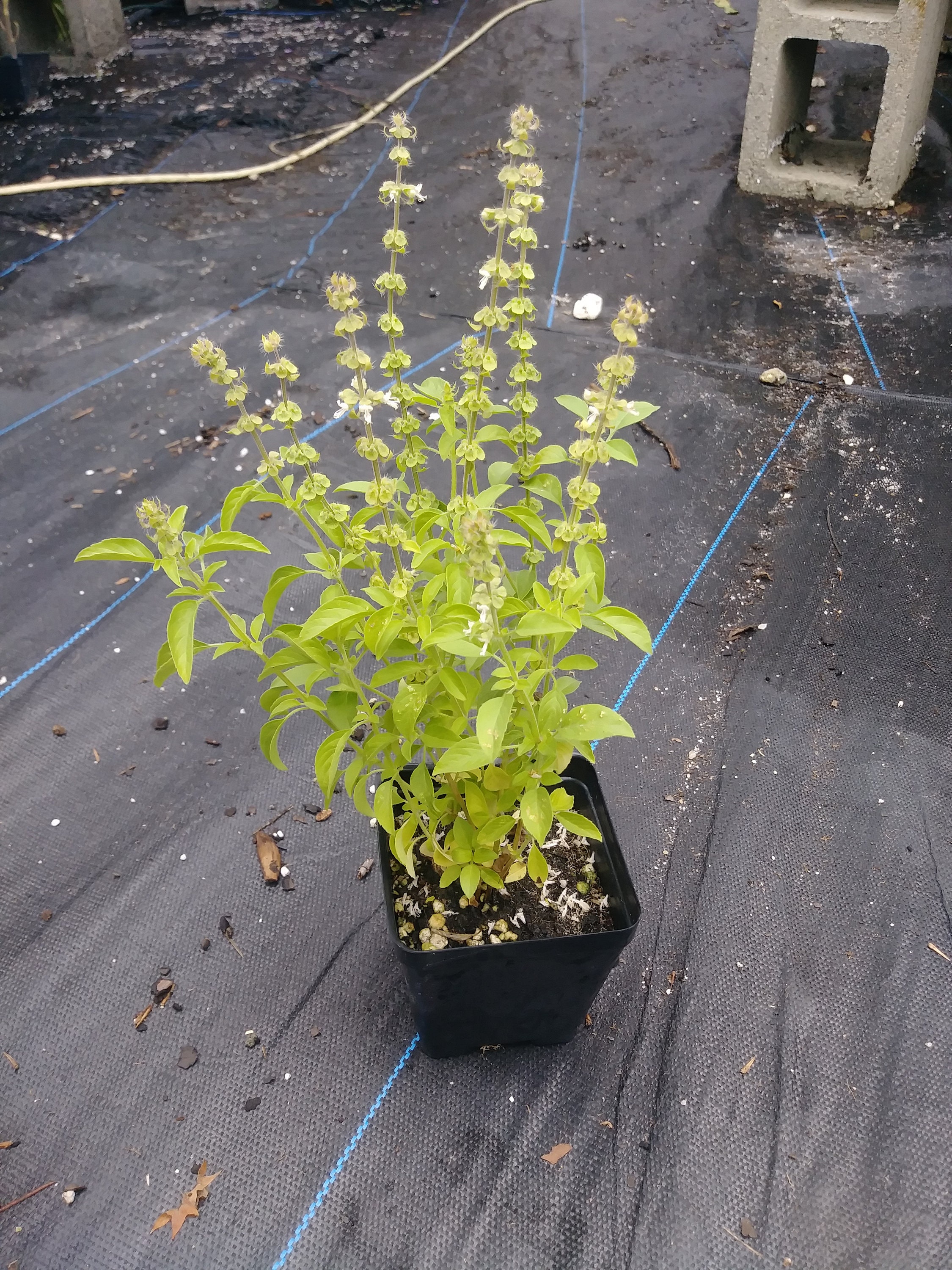 Basil, Lime Ocimum Canum, Organic, Gmo Free Plants, 4In Potted Plant, Heirloom Plants