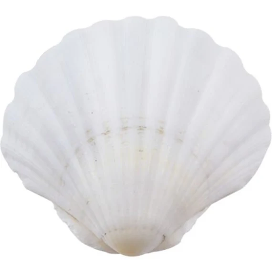 Large 4.5+" Baking Clam | Semi-White Scallop 4.5 Inch Shell