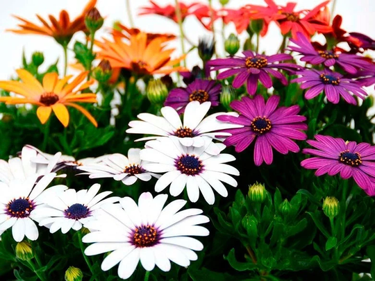 African Daisy Blend - Daisybush Flowers 1G/50 Seeds Osteospermum Gmo Free