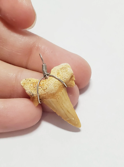 Shark Tooth Pendant, Fossilized Sharks Wire Wrap, Real Fossil Jewelry, Pendant Fossil