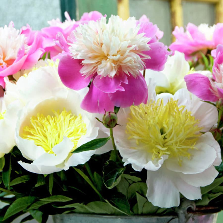 Lowe's 5 Count Peonies White and Pink Blend Bulbs | 21554