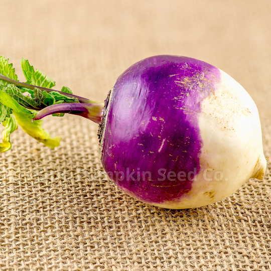 Purple Top Rutabaga | Heirloom Seeds Swede, Ci-Colored Rutabaga, Root Vegetable, Heirloom Rutabaga Seeds