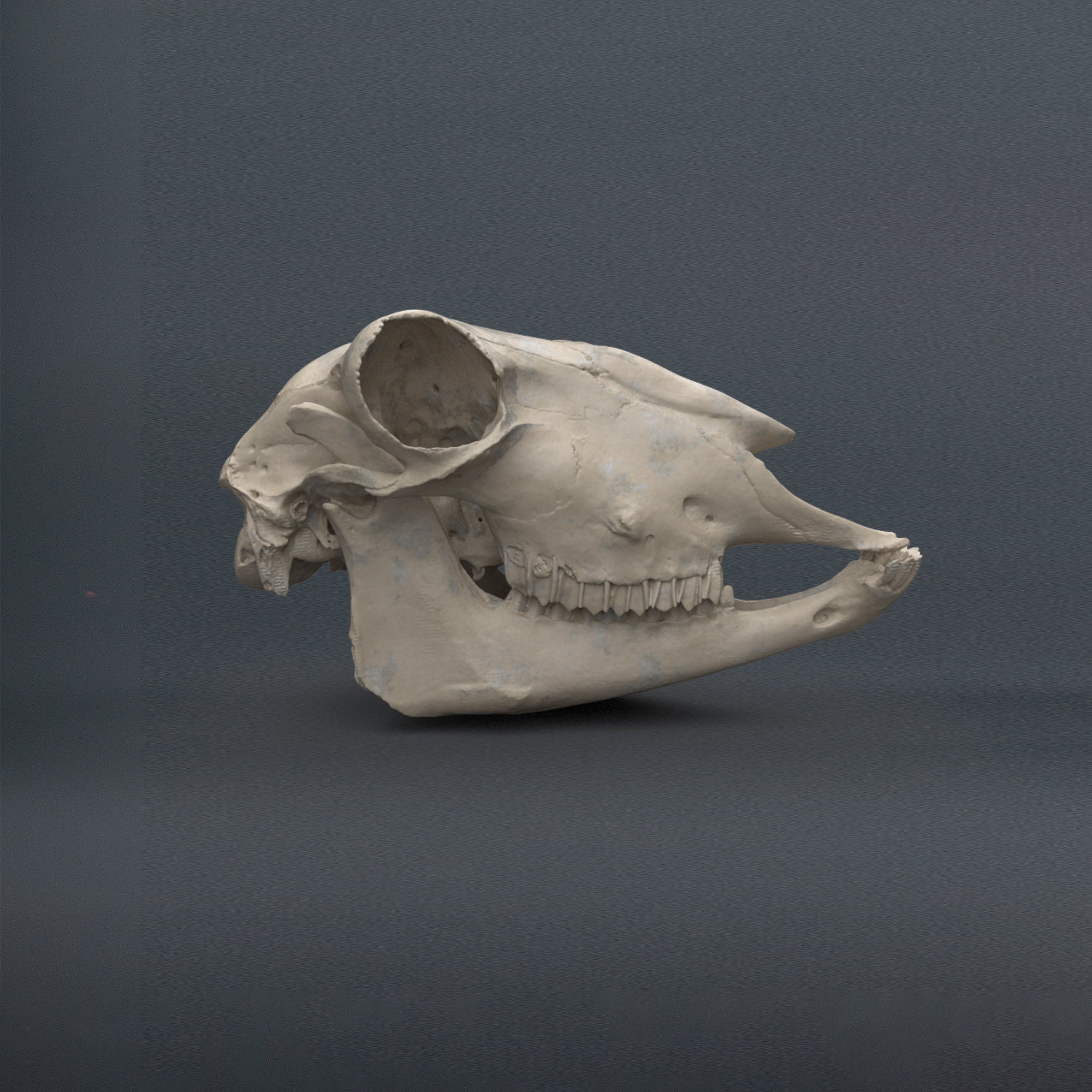 Sheep Skull