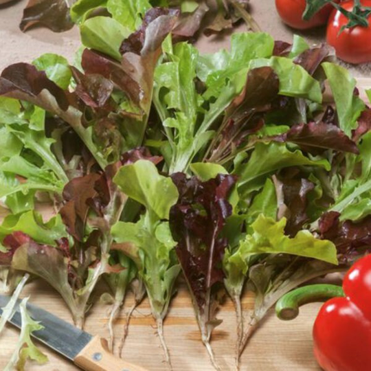 Usa Seller Bistro Blend Lettuce 500 Seeds Heirloom