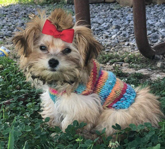 Teacup Puppy Dog Sweater, Xxs For 2-2 1/2 Pounds, Tiny Coat in Turquoise Stripes