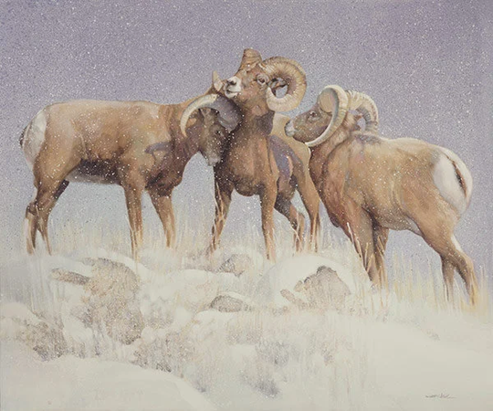 Rams - Oil Painting, Nancy Noel Art Print, Animal Art, Paper Or Canvas Giclée, Master Artist, Portrait