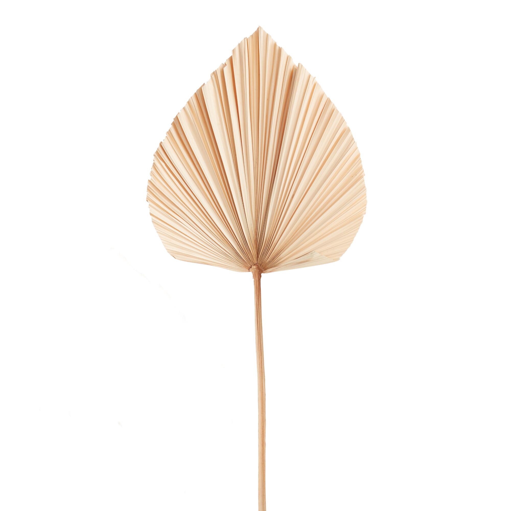 Dried Anahao Palm Stem by World Market
