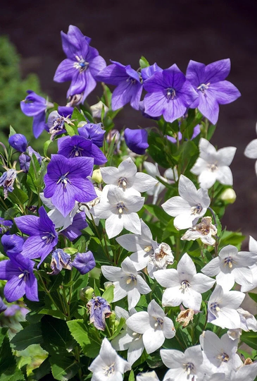Balloon Flowers - Chinese Bellflower Blend 0.2G/150 Seeds Platycodon Grandiflorus Gmo Free