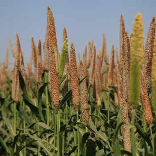 5 Blends Of Millet Seeds Mix - German Proso Japanese Browntop Pearl