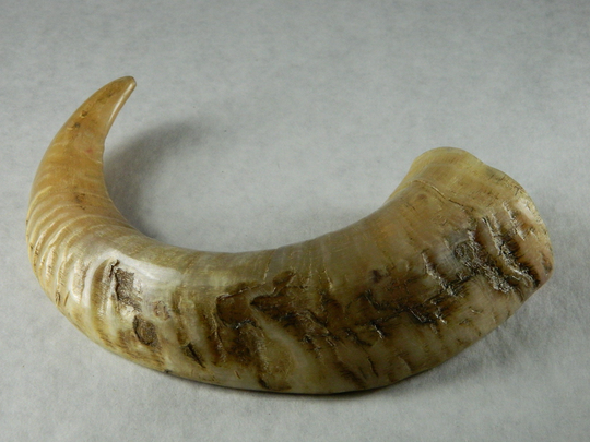 1 Natural Rams Horn - Ethically Harvested Sheep Horn; Jewelry Making, Craft Projects, Cosplay Perfect Gift, Chew Toy, Zq38