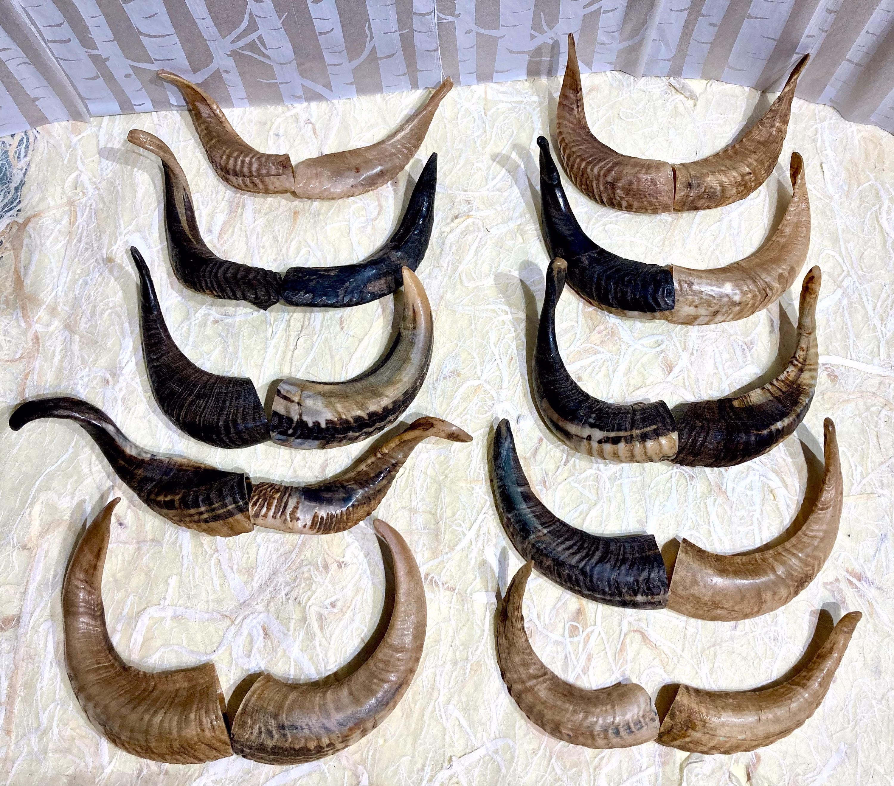 Icelandic Lamb Horns