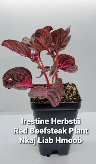Iresine Herbstii, Red Beefsteak - Nkaj Liab Hmoob Hmong Medicinal Herbs Starter Live Plant | 1- 2.5" Pot