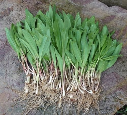 Ramp,Wild Leek Seeds (Allium tricoccum) Perennial (10 Seeds)