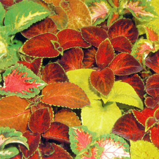 Mpb#1 Coleus Seeds 50 Thru 500 Superfine Rainbow Master Blend Mix Flower