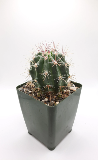Ferocactus Pilosus | 3.5 Inch Mexican Lime Cactus Fire Barrel Red Orange Blooming Flower Live Plant