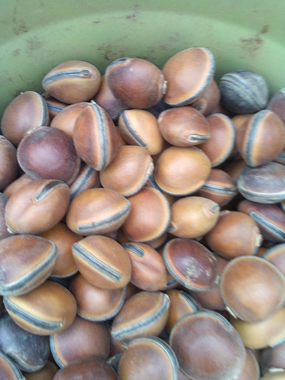 Dioclea Reflexa, Sea Purse, Seeds For Sale, 15 8 Usd, Shipping Cost Is 10 Phyto Certificate 12 Usd