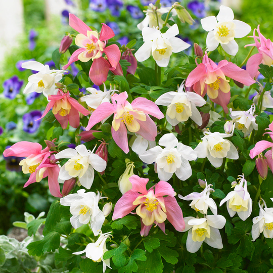 Van Zyverden 8-Pack Aquilegia Columbine Pink and White Barlow Blend Bulbs | 83371