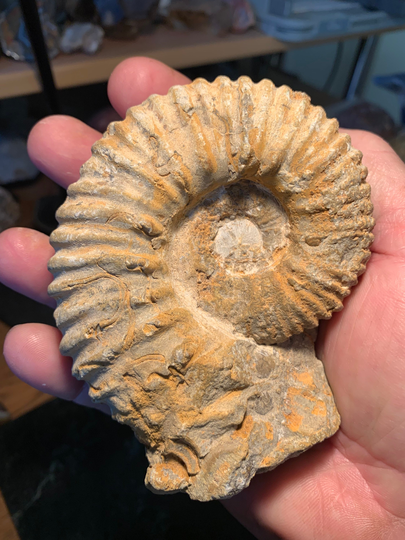Fossilized Ammonite