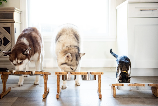 Personalized Wood Pet Bowl Stands By Left Coast Original