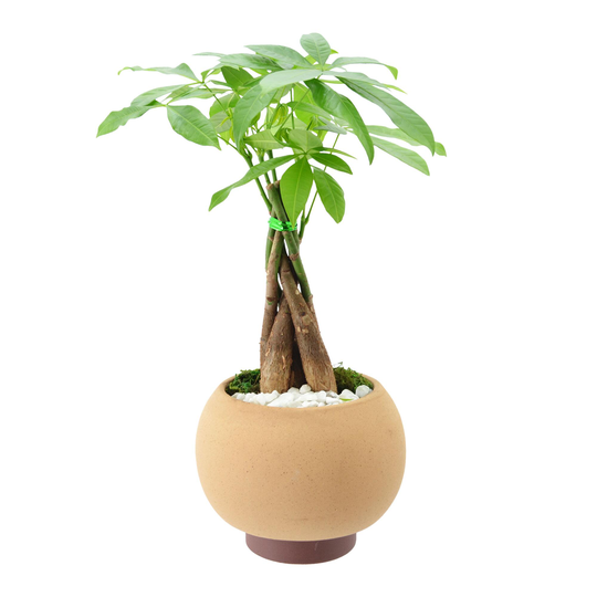 Live Money Tree in Round Ceramic Pot: Green/Red by World Market