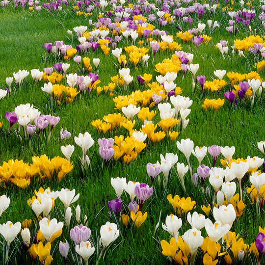 Lowe's 75-Count Crocus Large Flowering Blend Bulbs | 21430