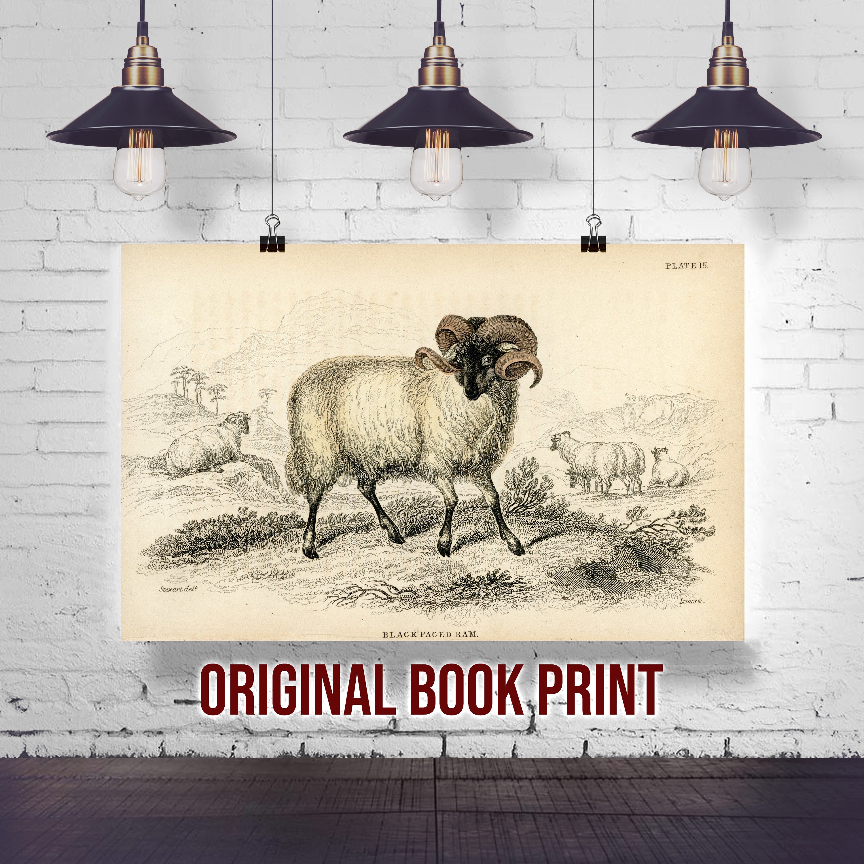 Black Faced Ram Original 1836 Hand Colored Engraving - Jardine Naturalist's Library Print Vintage Wildlife Wall Decor Art