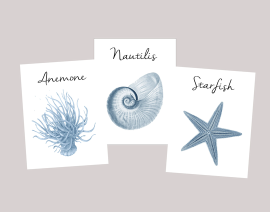 Shell Name Table Cards, Beach Wedding, Surf & Turf Tropical Numbers, Wedding Near The Sea