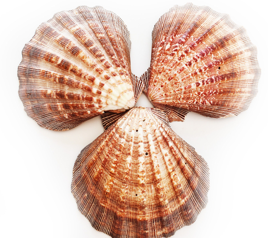 Set Of 3 Large Lions Paw Scallops 5-6" Seashells For Baking Smudging Crafts Beach Wedding Decor Vase Filling
