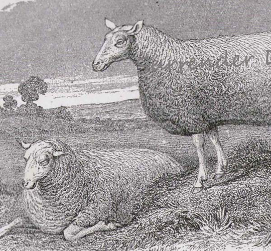 Leichester Sheep Ram Ewe 1892 Victorian Husbandry Antique European Agriculture Chart To Frame Black & White