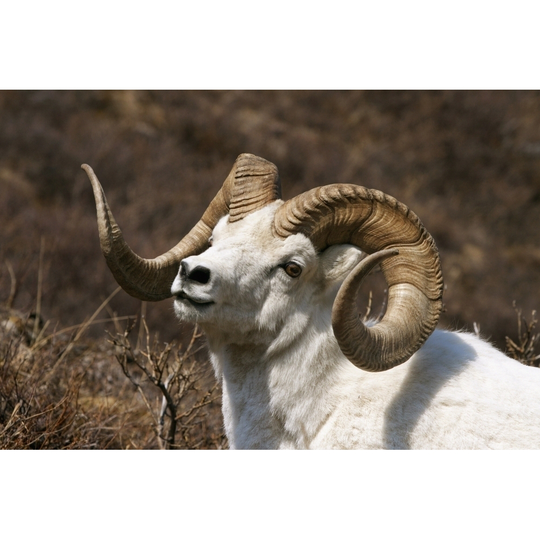 Close Up Portrait Of A Full-Curl Dall Sheep Ram, Denali National Park, Interior Alaska, Spring PosterPrint - Item # VARDPI2093958 - 34 x 22