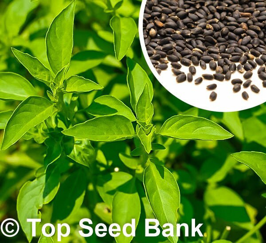 100+ Lemon Basil Seeds, Citrus Flavor, Early + Free Gift | Non-Gmo, Organic| Top Seed Bank