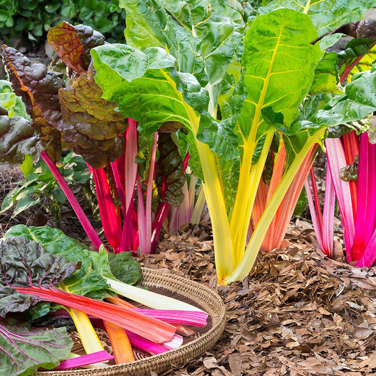 200 Organic Rainbow Blend Swiss Chard Seeds Rainbow Mangold Samen Zaden Graines Semi Semillas Sementes Somen Siemenet