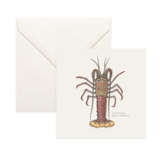 Lobsters California/Spiny Lobster Notecard Thank You Message Card Illustration Crustacean Shellfish Seafood Culinary