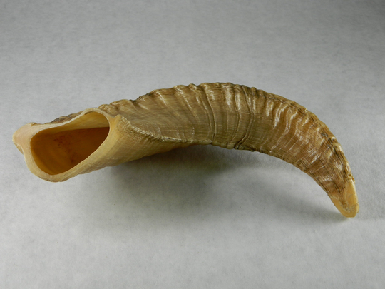 1 Natural Rams Horn - Ethically Harvested Sheep Horn; Jewelry Making, Craft Projects, Cosplay Perfect Gift, Chew Toy, Qa61