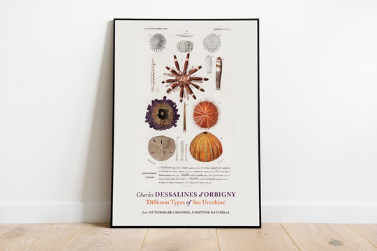 Different Types Of Sea Urchins Print Poster By Charles Dessalines D' Orbigny, Aesthetic Wall Decor, Botanical Art, Museum