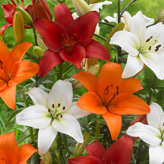 Lowe's 12-Count Lily Perfect Pairing Summer Blend Bulbs | 832291