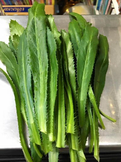 Culantro Seeds, Chadon Beni Sawtooth, Caribbean Herb Sawtooth Coriander, Serrated Recao Chadron