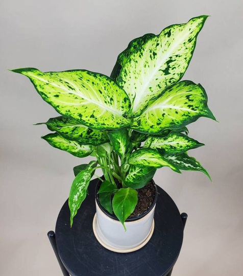 Dieffenbachia "Amy', Seguine, Dumb Cane Plant, Amy Dieffenbachia, Live House Easy Ships in 4" Or 6" Pot