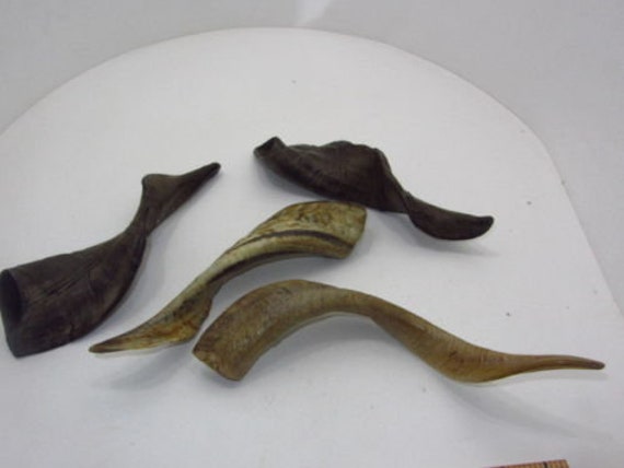 4 Goat Horns Bv4B5N Premium Large Polished Goat Hornsram Sheep Cow