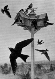 Bird Houses Boys Can Build, Illustrated Albert Siepert Author
