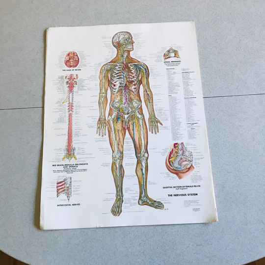 Vascular System Medical Wall Chart 1949 Anatomical Co. Chi., Il Peter Bachin Illustrator Doctor's Office Hospital Collectible