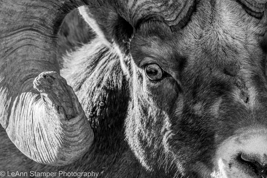 Bighorn Sheep Ram Print Yellowstone National Park Winter Black & White Animal Poster Rustic Decor Fine Art Wildlife Photography Canvas