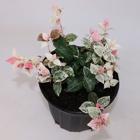 Jasmine Snow N Summer, 6" Pot, Stunning Outdoor/Indoor Vining Houseplant
