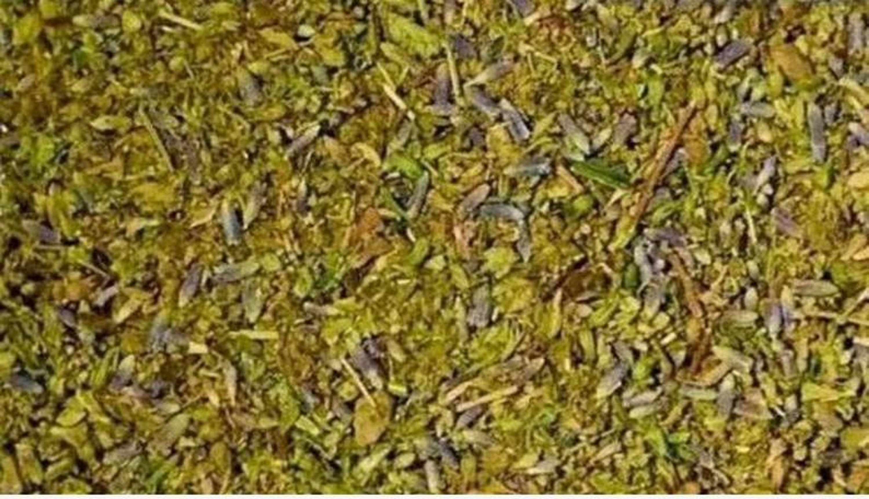 Vivid Lucid Dream Organic Blend Damiana, Blue Lotus, Mugwort, Lavender, Calea Zacatechichi | 3 Grams Astral Projection Rem