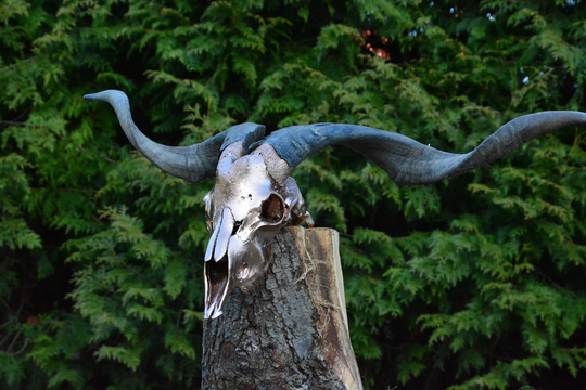 Goat Skull | Old-Gold Painted Made To Order