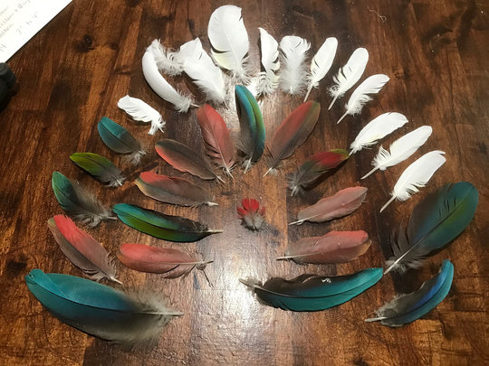 Molted Parrot Tail Body & Wing Feathers Qty Of 32 For Jewelry Crafts