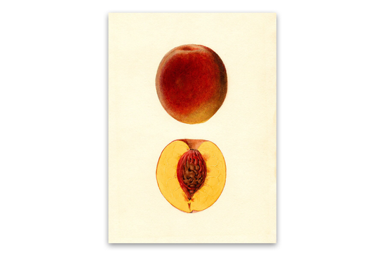 Peach Print, Fruit Themed Kitchen Food Art, Old Botanical Dissection Illustration Poster, Vintage Style Artwork, Jms34