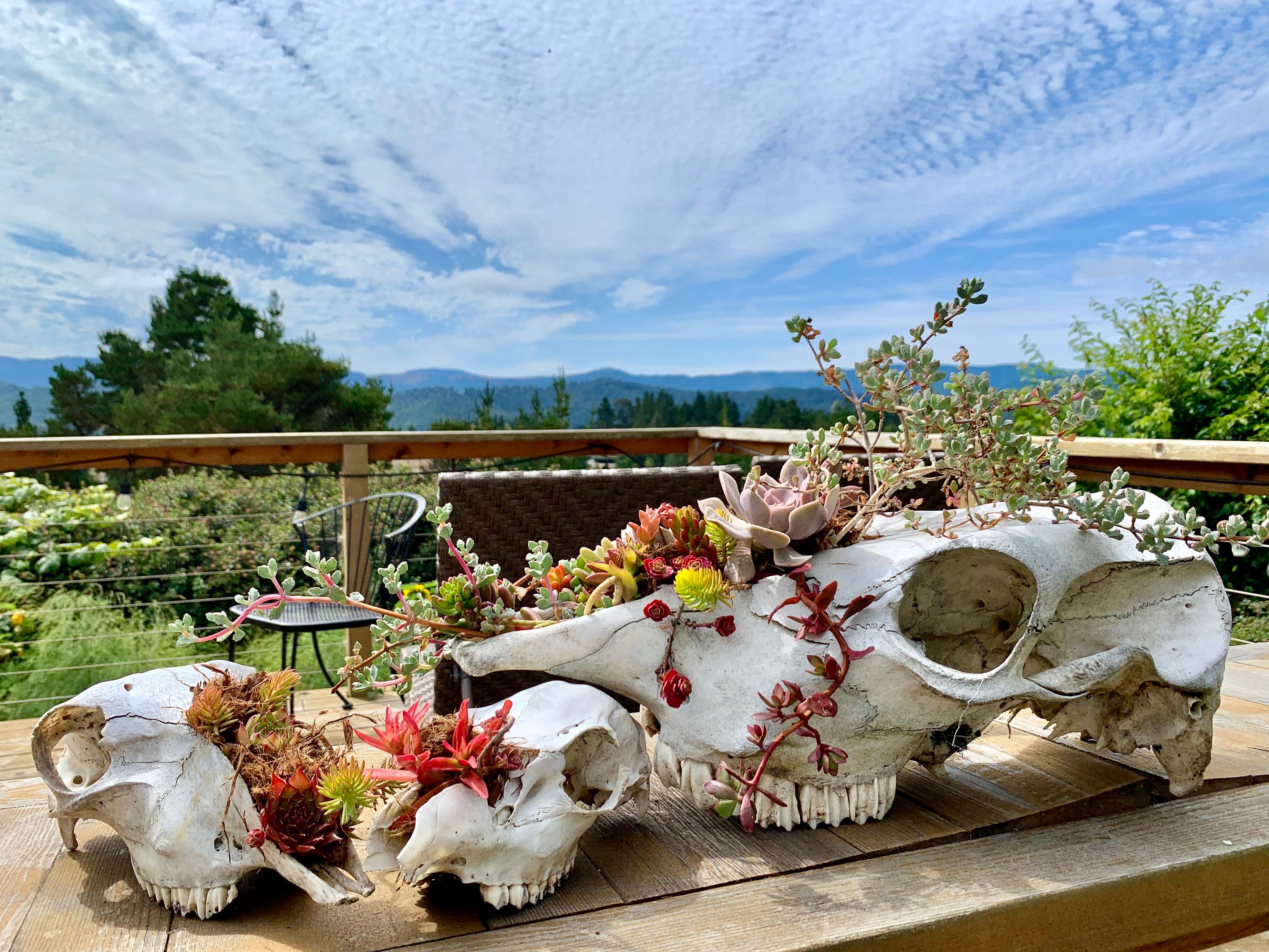 Succulent Skull Planters