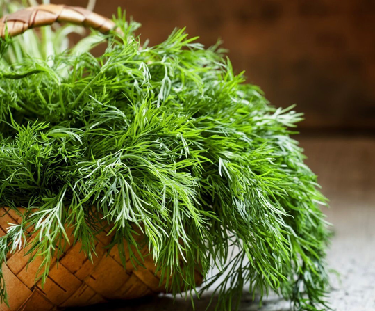 Garden Fennel - Anet Dill Moravan 5G/700 Seeds Anethum Graveolens Gmo Free